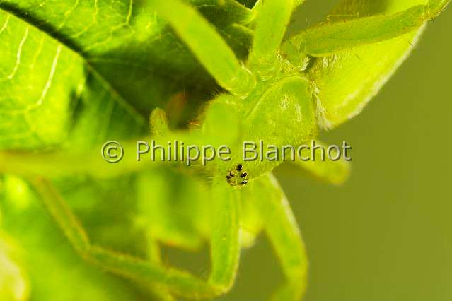 Sparassidae_3320.JPG - France, Morbihan (56), Araneae, Sparassidae, Micrommate verte (Micrommata virescens), Green Huntsman Spider